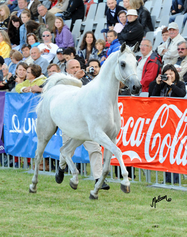 2012 Polish Arabian Horse Days