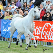2012 Polish Arabian Horse Days
