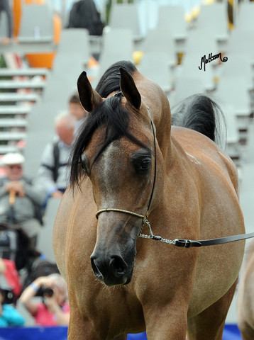 2012 Polish Arabian Horse Days