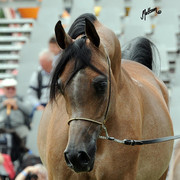 2012 Polish Arabian Horse Days