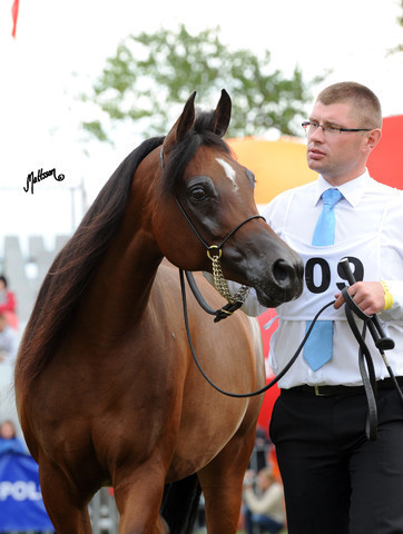 2012 Polish Arabian Horse Days