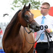 2012 Polish Arabian Horse Days