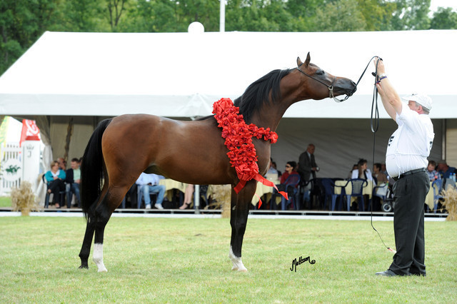 2012 Polish Arabian Horse Days