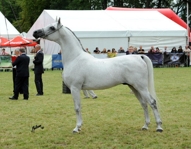2012 Polish Arabian Horse Days