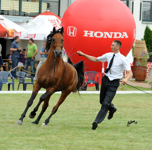 2012 Polish Arabian Horse Days