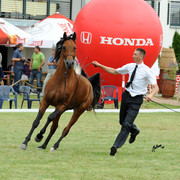 2012 Polish Arabian Horse Days