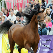 2012 Polish Arabian Horse Days