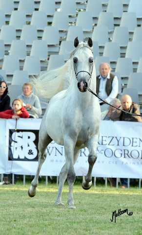 2012 Polish Arabian Horse Days