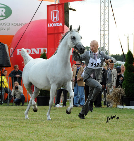 2012 Polish Arabian Horse Days