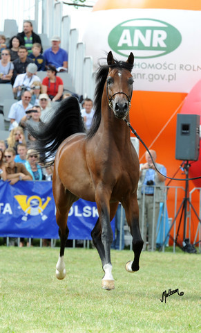 2012 Polish Arabian Horse Days