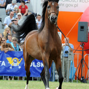 2012 Polish Arabian Horse Days