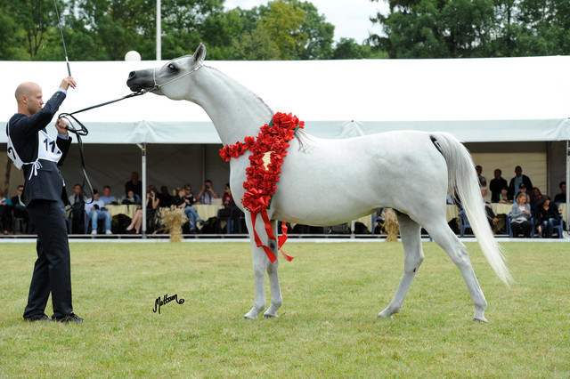 2012 Polish Arabian Horse Days