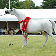 2012 Polish Arabian Horse Days