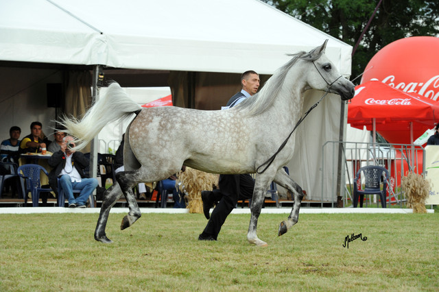 2012 Polish Arabian Horse Days