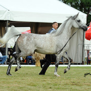 2012 Polish Arabian Horse Days