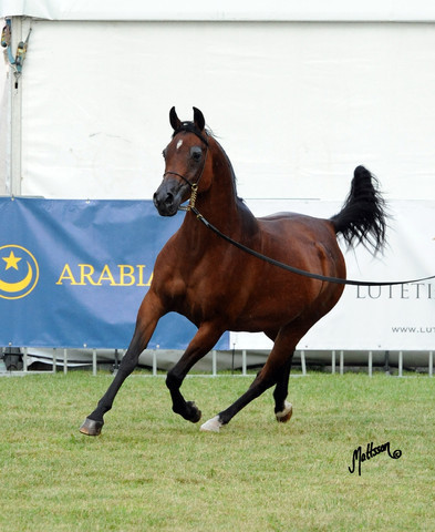 2012 Polish Arabian Horse Days