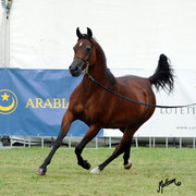 2012 Polish Arabian Horse Days