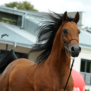 2012 Polish Arabian Horse Days