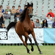 2012 Polish Arabian Horse Days