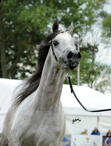 2012 Polish Arabian Horse Days
