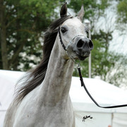 2012 Polish Arabian Horse Days