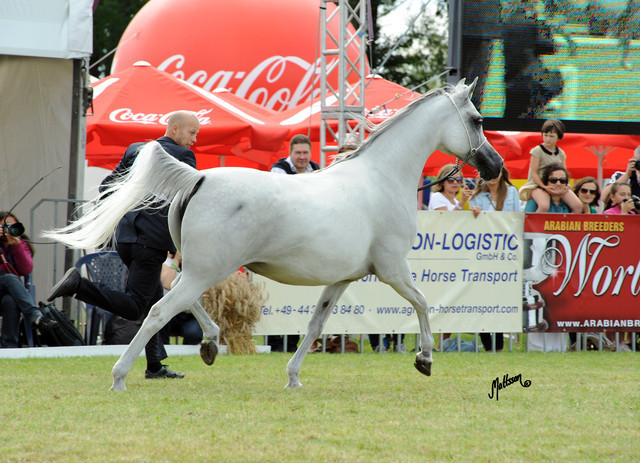 2012 Polish Arabian Horse Days