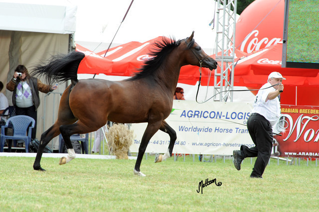 2012 Polish Arabian Horse Days