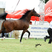 2012 Polish Arabian Horse Days