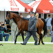 2012 Polish Arabian Horse Days