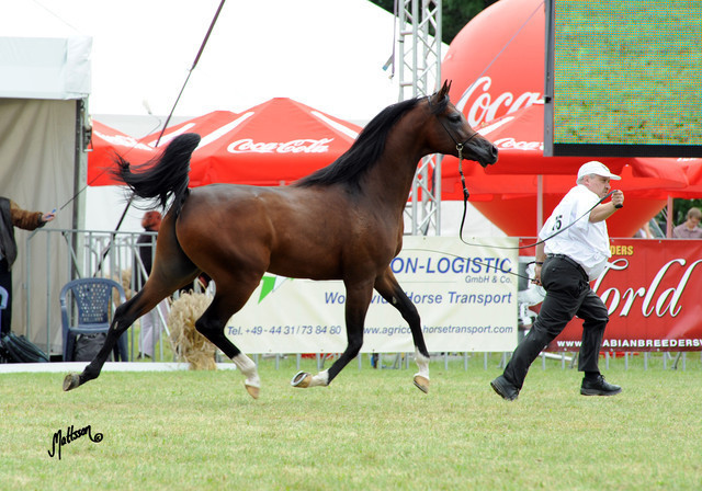 2012 Polish Arabian Horse Days
