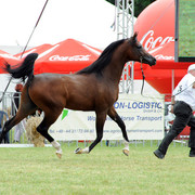 2012 Polish Arabian Horse Days