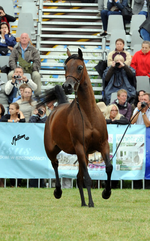 2012 Polish Arabian Horse Days