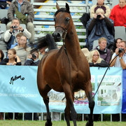 2012 Polish Arabian Horse Days