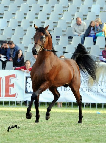 2012 Polish Arabian Horse Days