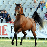 2012 Polish Arabian Horse Days