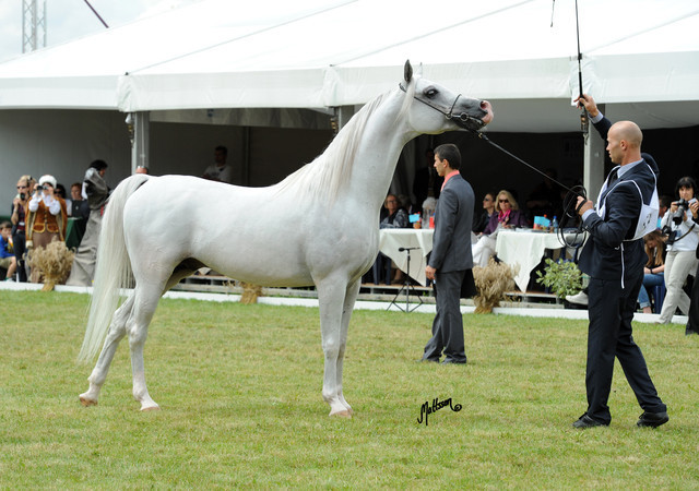 2012 Polish Arabian Horse Days