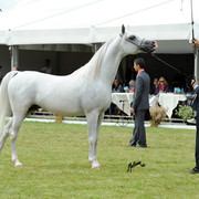 2012 Polish Arabian Horse Days