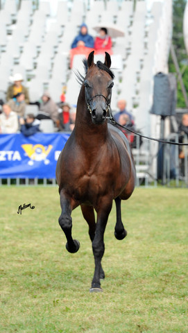 2012 Polish Arabian Horse Days