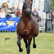 2012 Polish Arabian Horse Days