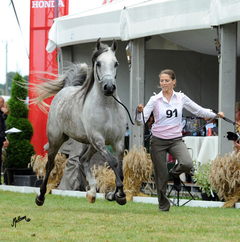 2012 Polish Arabian Horse Days