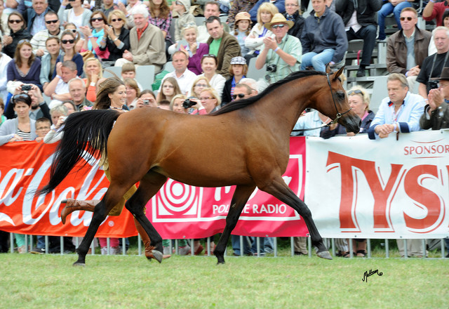 2012 Polish Arabian Horse Days