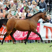 2012 Polish Arabian Horse Days