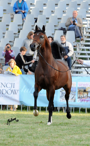2012 Polish Arabian Horse Days