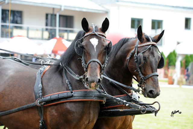 2012 Polish Arabian Horse Days