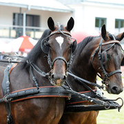 2012 Polish Arabian Horse Days