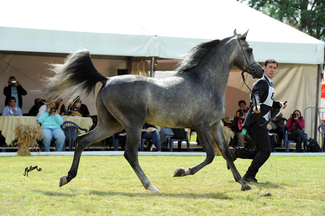 2012 Polish Arabian Horse Days