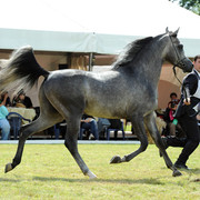 2012 Polish Arabian Horse Days