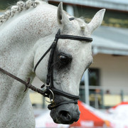 2012 Polish Arabian Horse Days