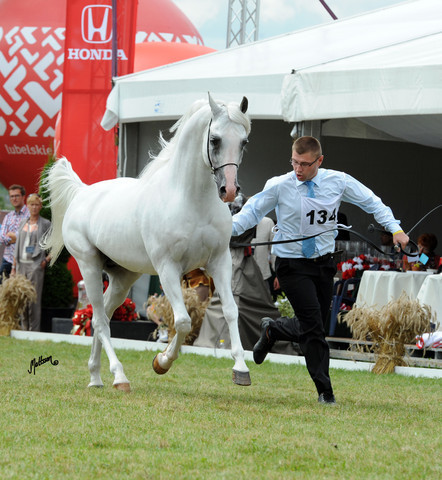 2012 Polish Arabian Horse Days