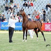 2012 Polish Arabian Horse Days